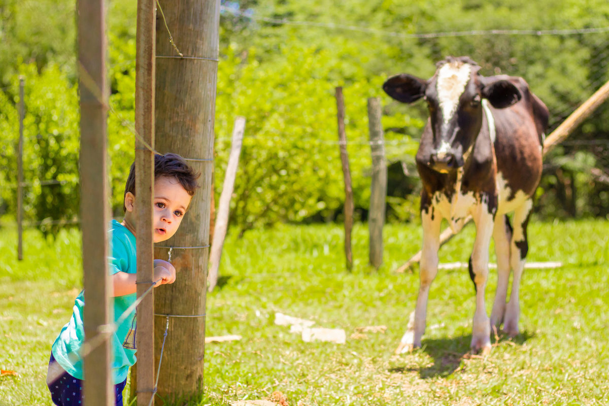 Nenê olhando para as vacas no sítio 
