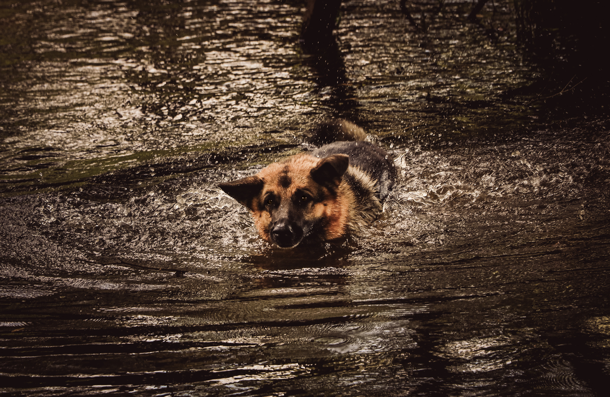 Fotografia de cachorro pastor alemão na água com gotas flutuando 