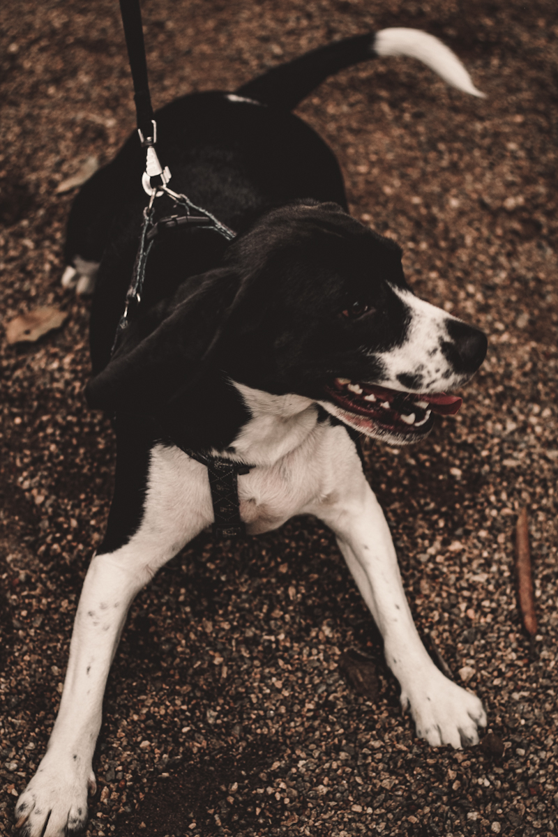 Retrato do cachorro no parque em Santo André SP 