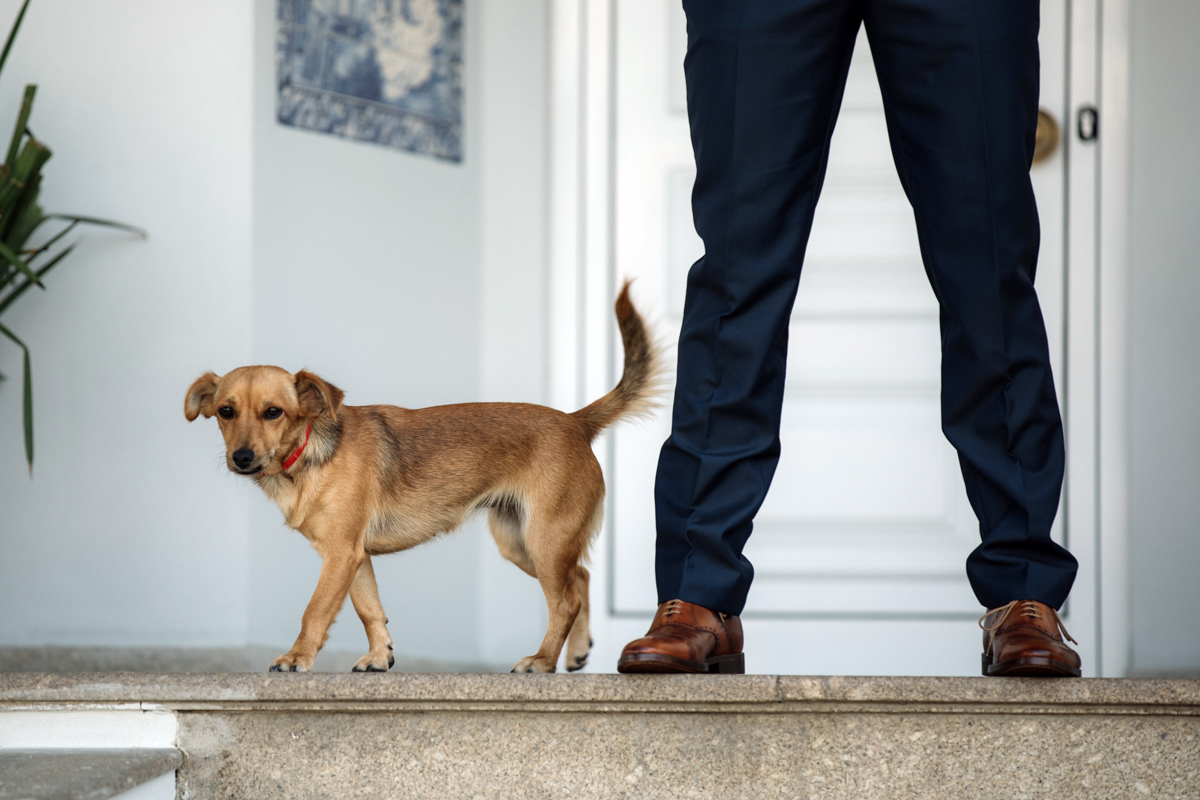 o cão dos noivos