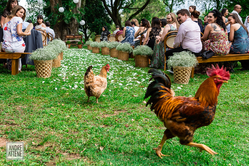 até os animais da fazenda Vassoural estão aguardando os noivos ficarem prontos