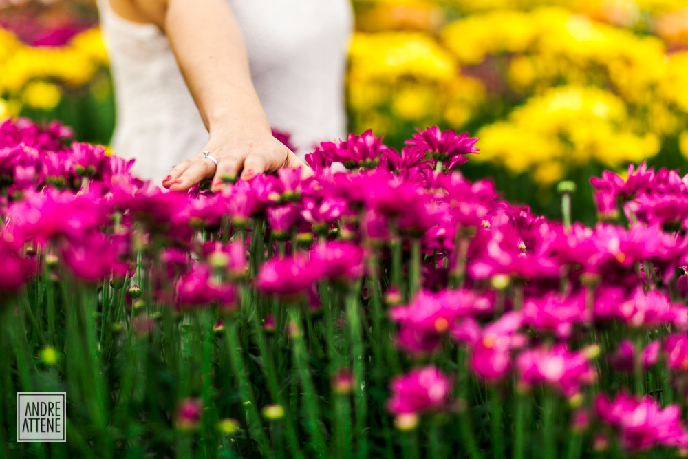 Janete se conectando com o lugar e sentindo a delicadeza das flores em Holambra no ensaio fotográfico prewedding fotografado por Andre Attene