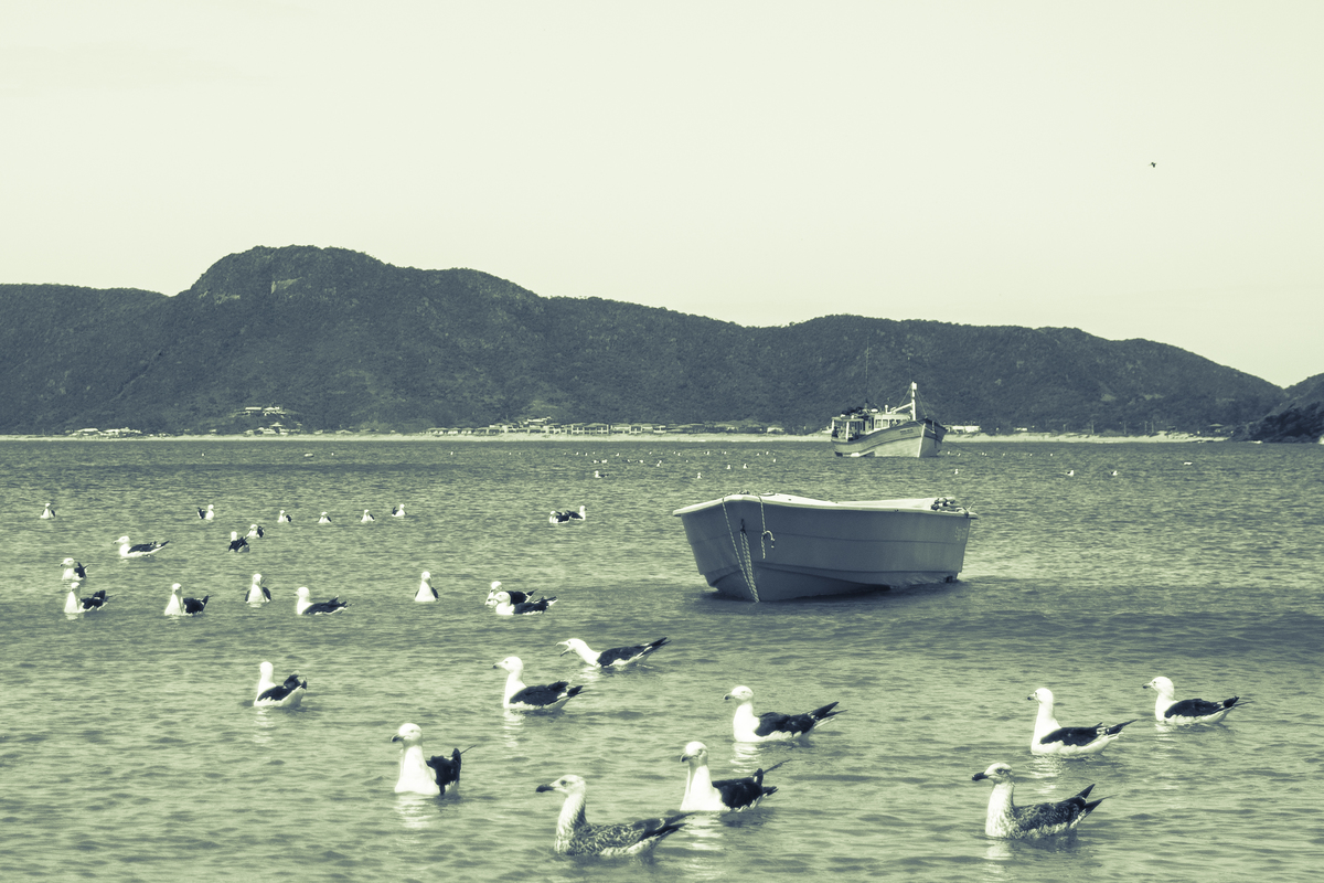 Gaivotas no canto esquerdo de Geribá