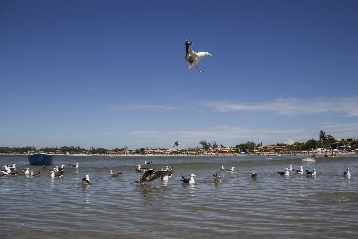 Gaivotas no Canto Esquerdo de Geribá 2