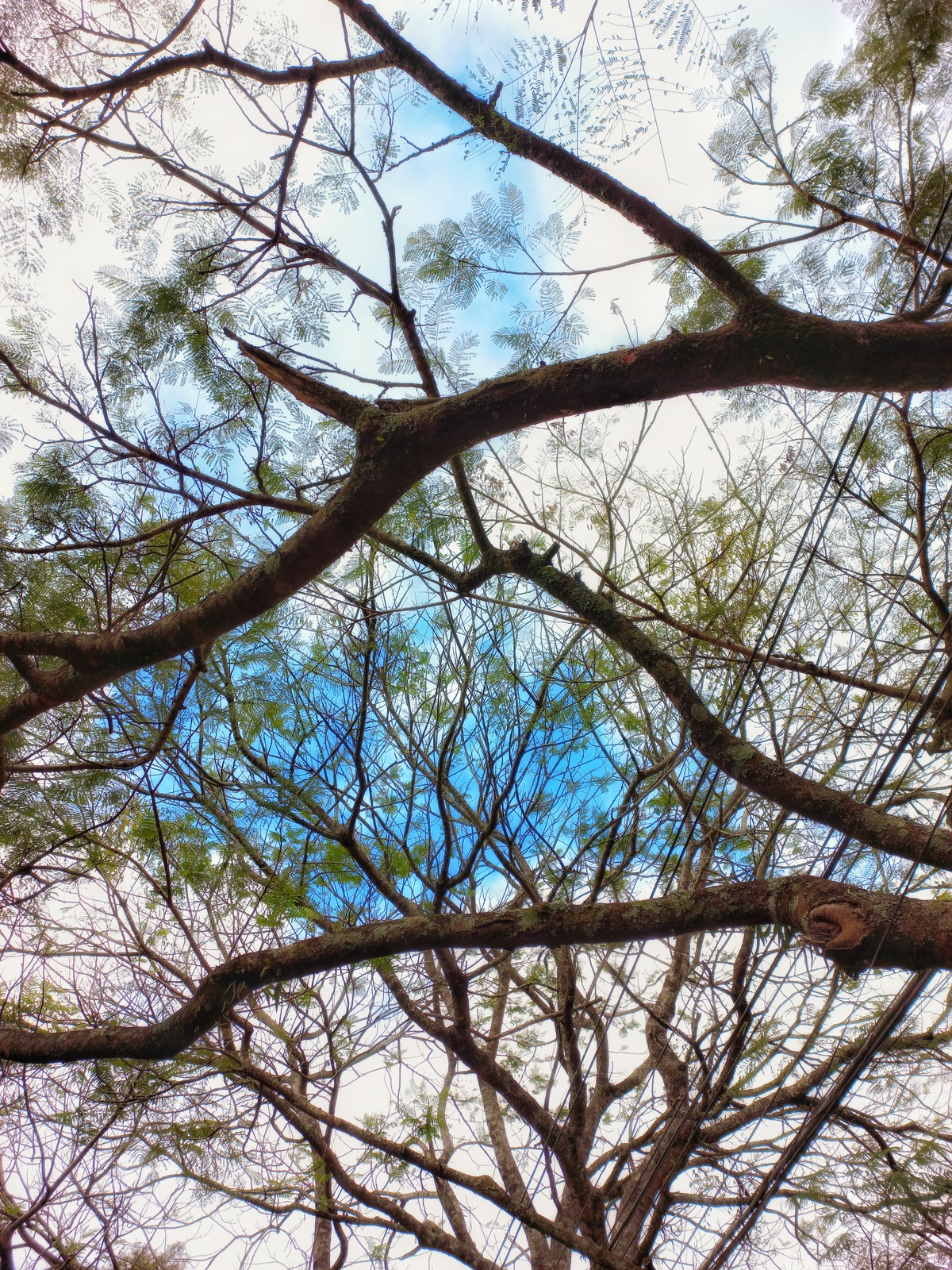 Quadros com fotos de árvores