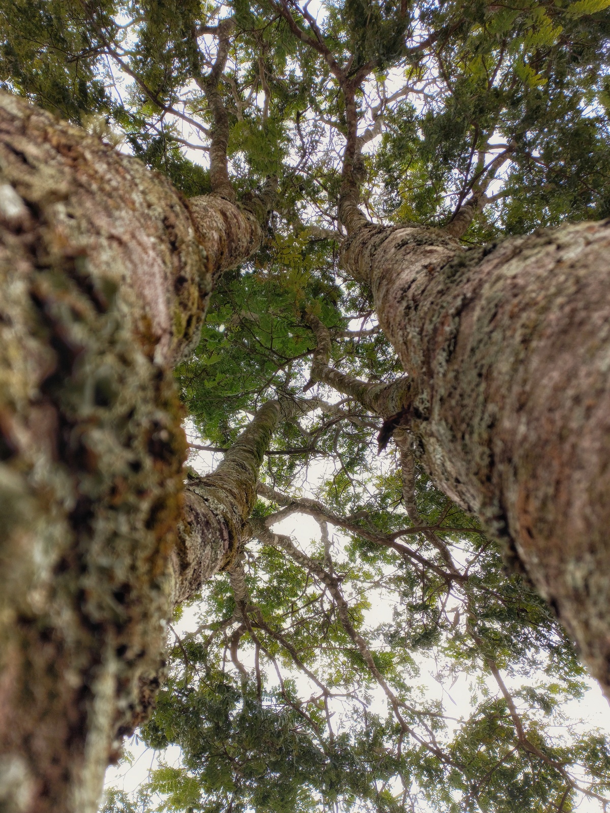 Quadros com fotos de árvores
