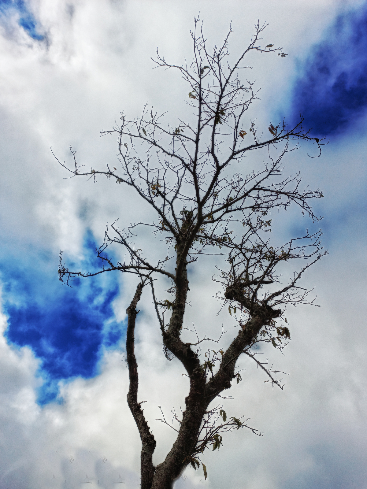 Quadros com fotos de árvores