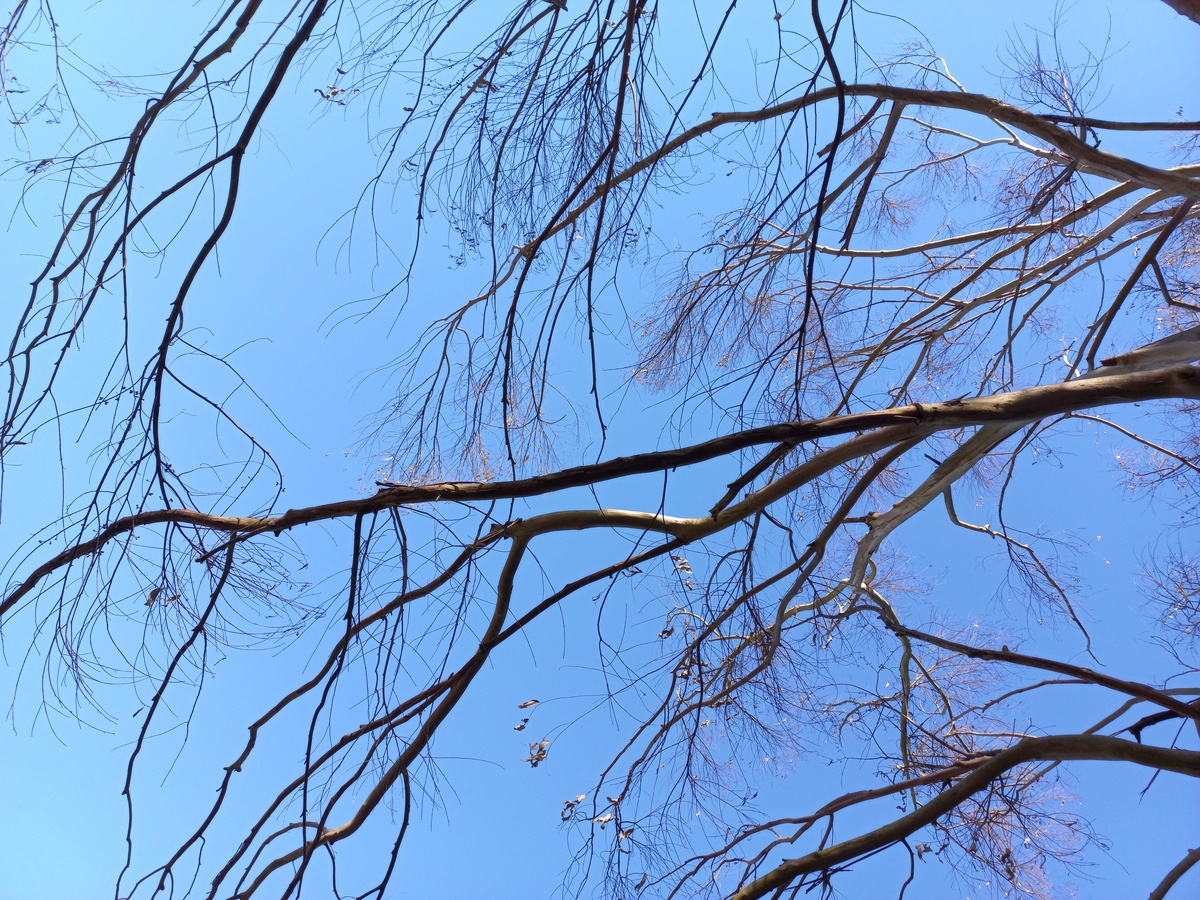 Quadros com fotos de árvores