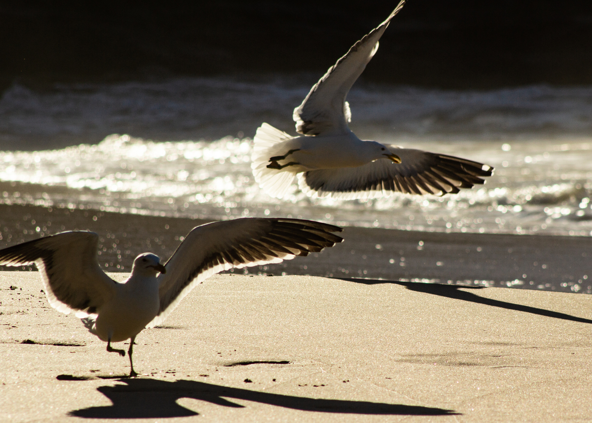 Praia Brava - Búzios