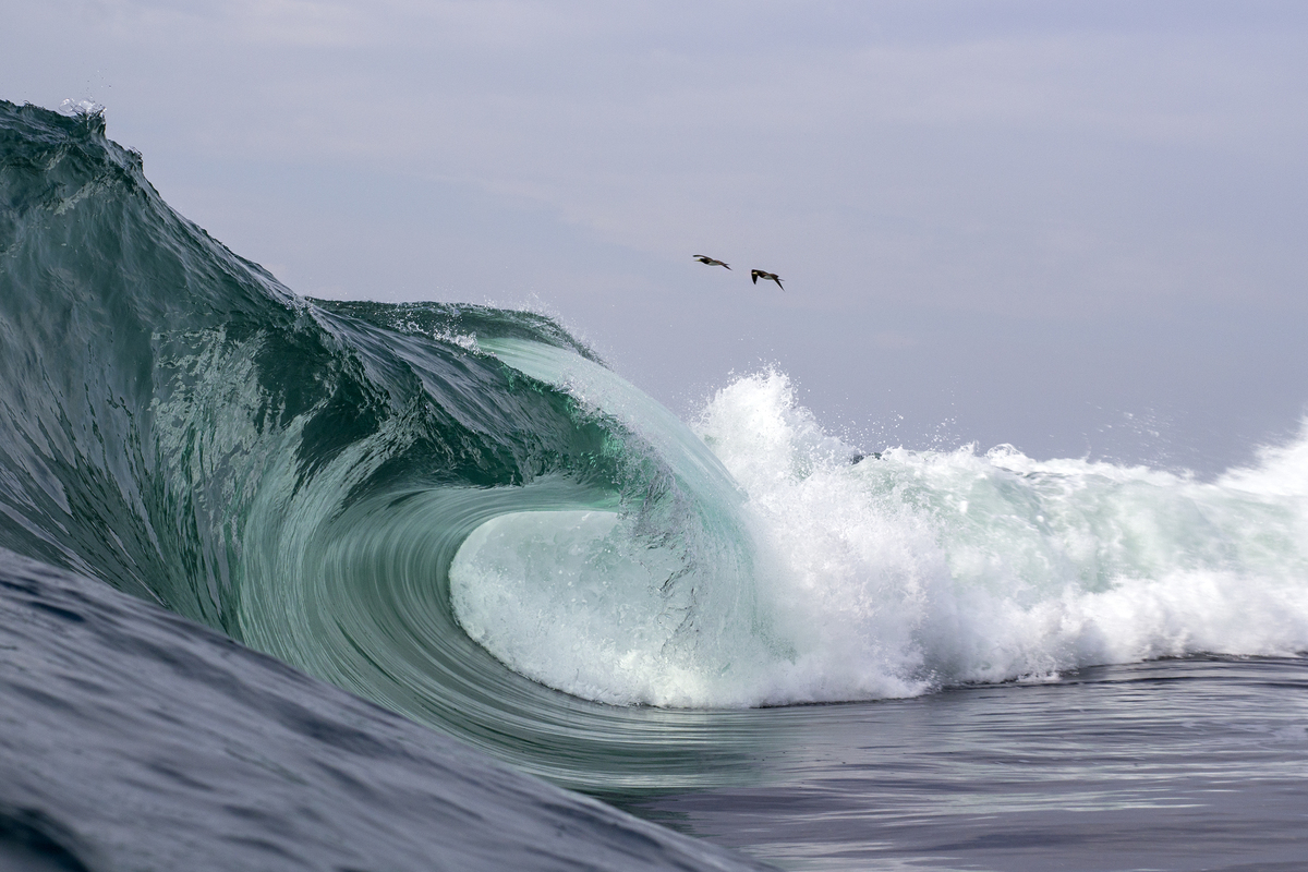 Shorebreak Pássaros