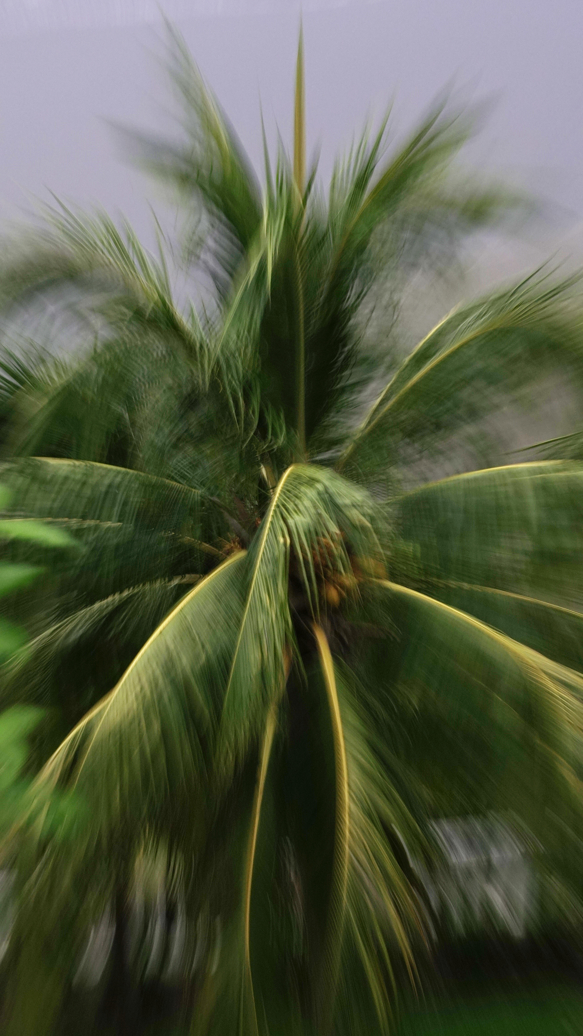 Coqueiros El Salvador Slow Vertical