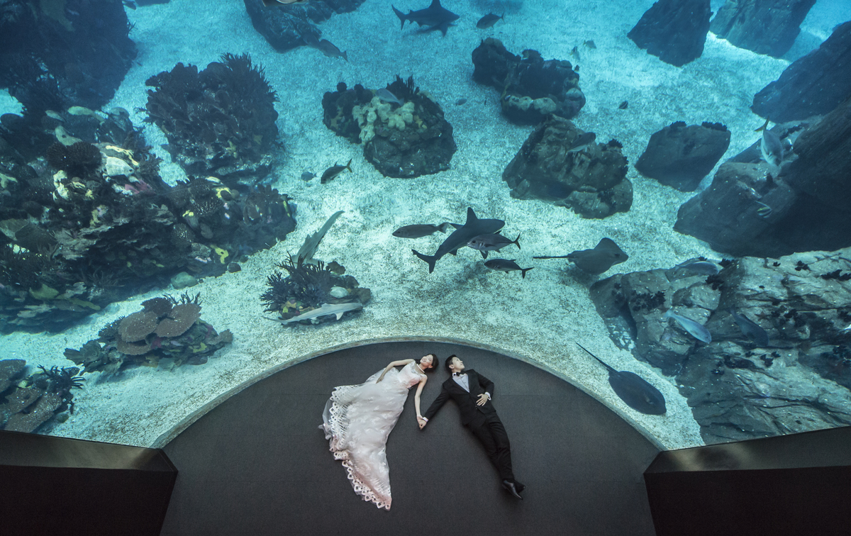 Casamento em Aveiro; Melhor fotografo de portugal; Melhor Fotografo de Aveiro; Fotografia de Casamento; Noivos; Casamento; Noivado; Portugal; Quinta de Casamento; Intimo; Cor; Wedding; Daniel Ribeiro; Solteiros; Casal; Couple; Oceanario; Lisboa