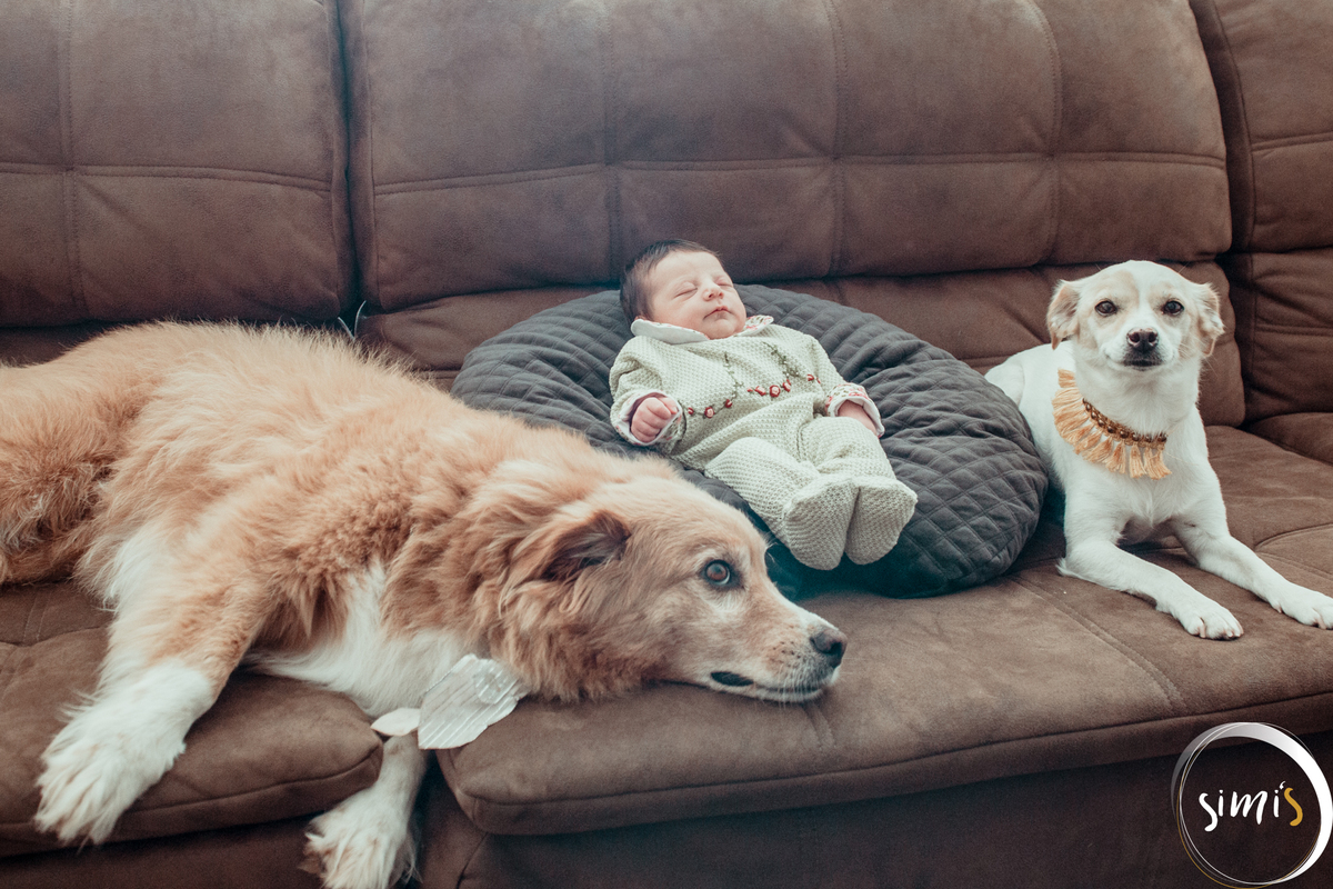 Pode bebê com cachorros
bebê com cães
pets
pets vacaria
