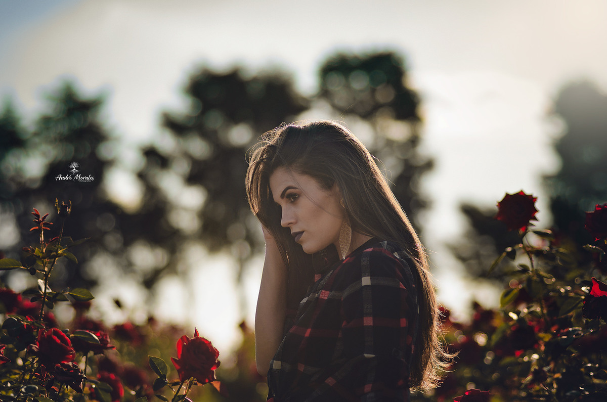 rosas plantação para ensaio fotografico feminino e boudoir