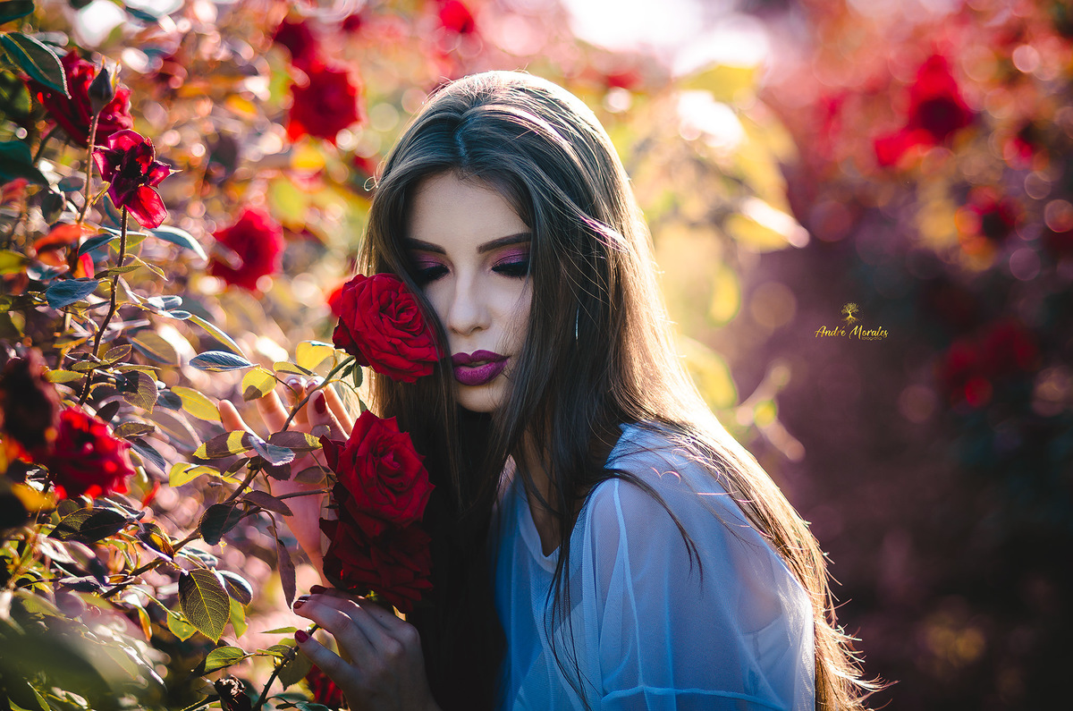 rosas ensaio fotografico holambra luz natural época de colheita