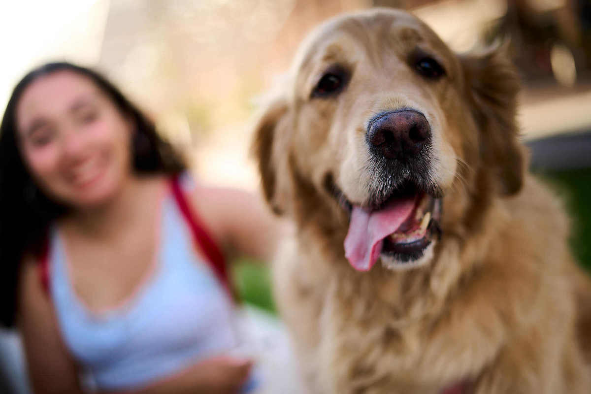 fotografia de perro sacando la lengua