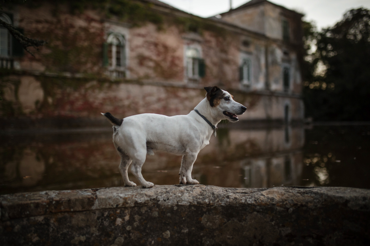 casamento quinta das torres azeitao setubal portugal cão