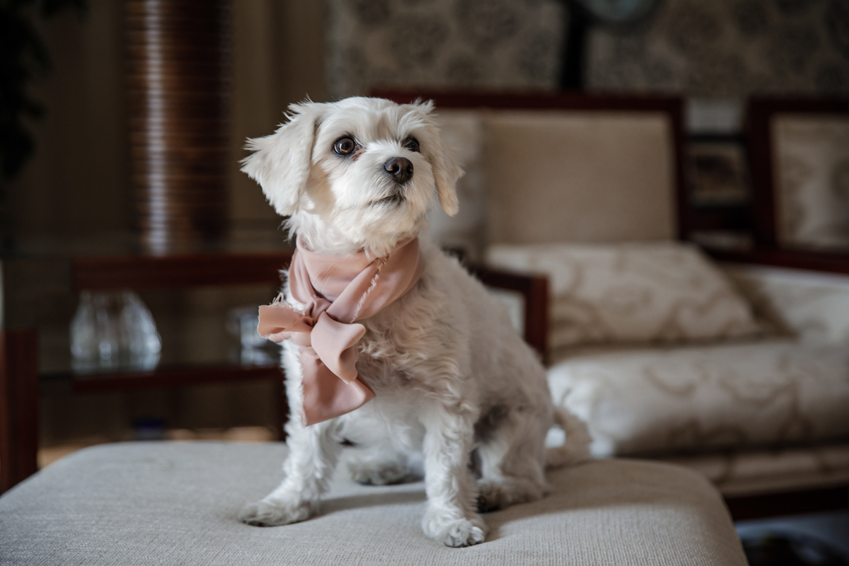 Casamento Quinta Marques da Serra Alenquer Portugal Noiva Cão