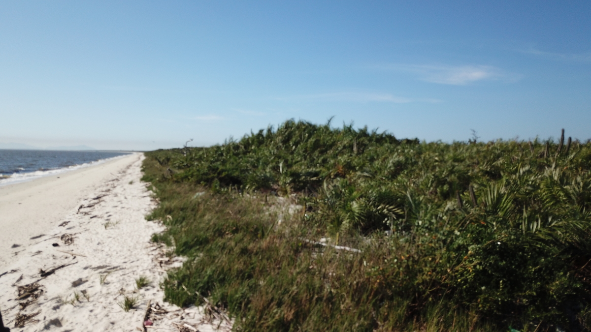 Restinga da Marambaia