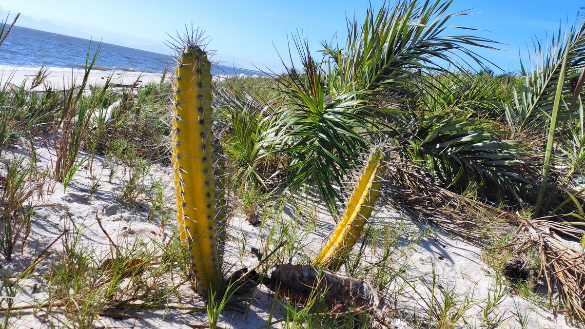 Restinga da Marambaia