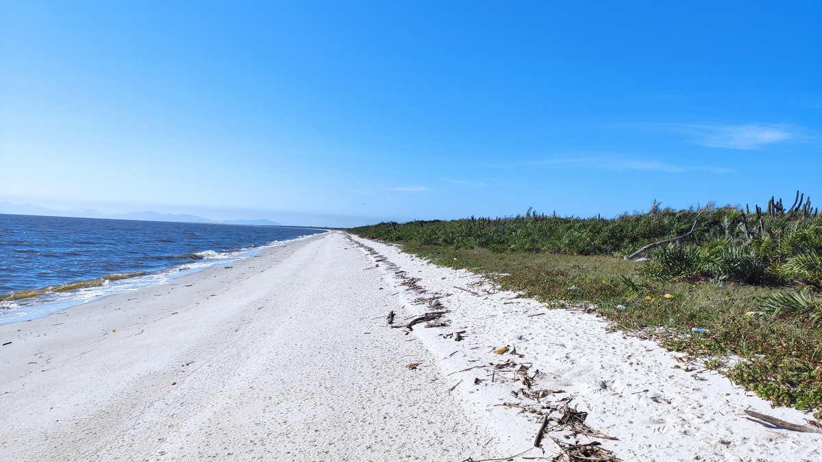 Restinga da Marambaia