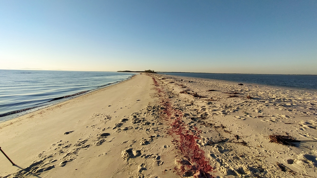 Restinga da Marambaia