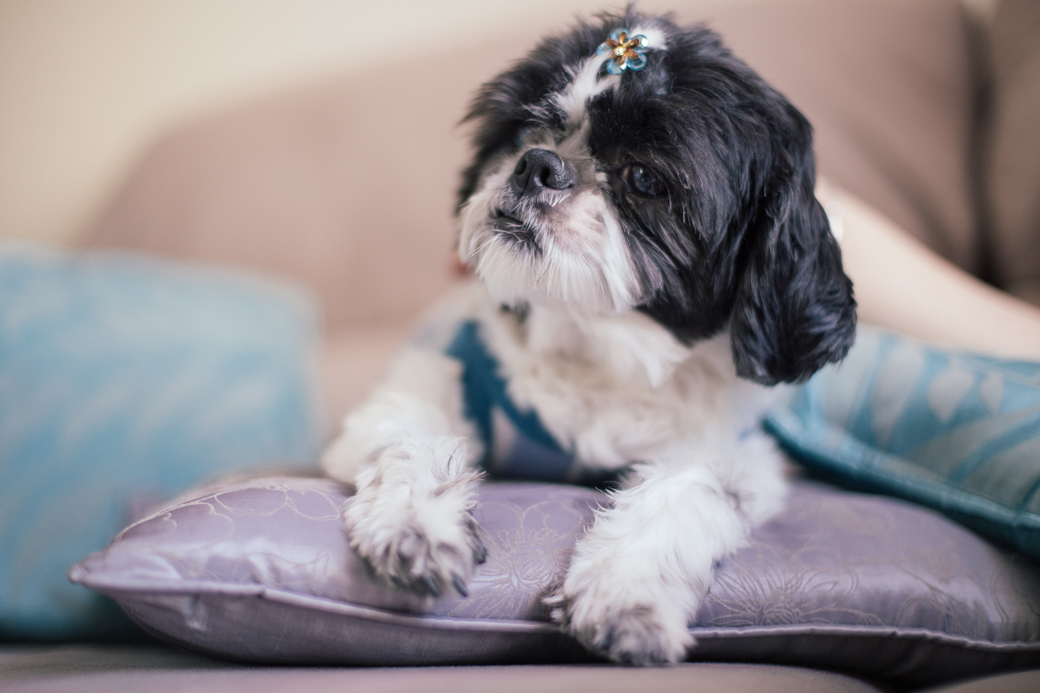 amor fotografia ensaio familia cotidiano Bernardo Gabi Caio