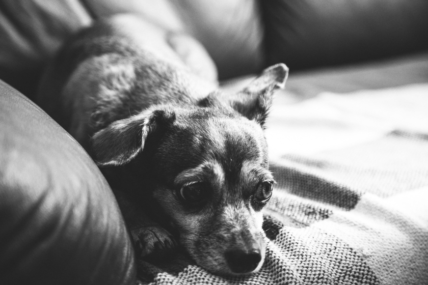 ensaio família cotidiano camilaKobata camila kobata