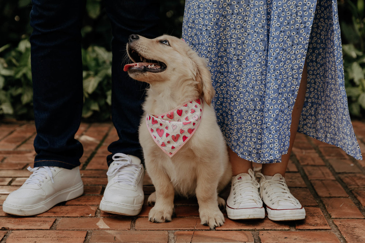ENSAIO PRE CASAMENTO REALIZADO NO RECANTO PARAISO EM MARINGA NO PARANA E COM A PARTICIPACAO DO CACHORRO DO CASAL GOLDEN RETRIEVER TILAPIA E FOTOGRAFADO POR LUCAS DREHER