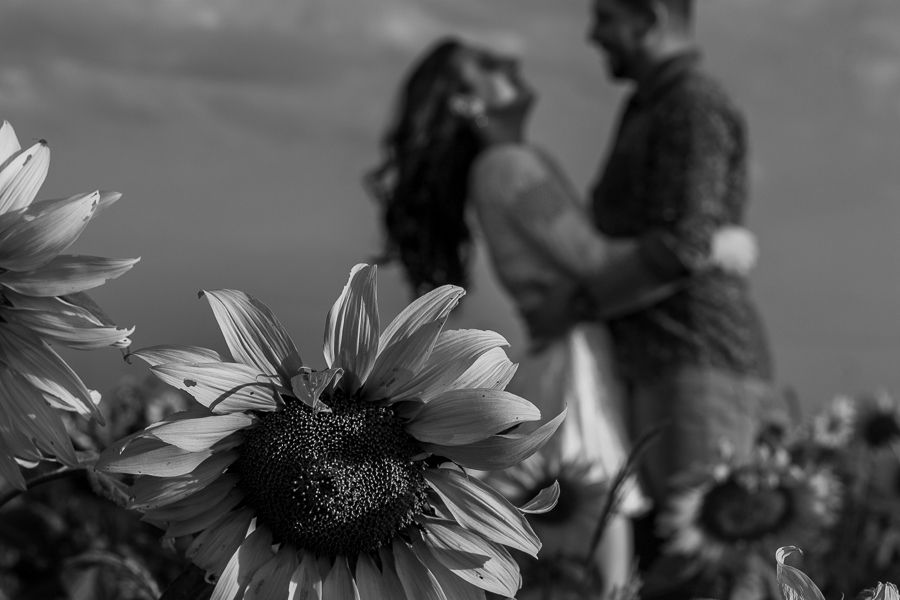 ENSAIO FOTOGRAFICO DE CASAL EM MARIALVA EM CAMPO DE GIRASSOL GIRASSOIS FLORES MARINGA MANDAGUACU
