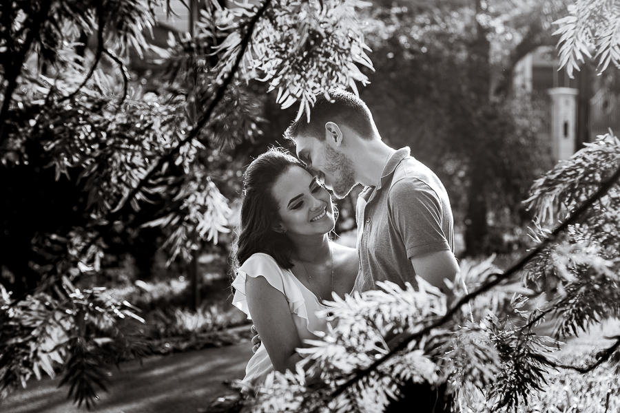PRE CASAMENTO REALIZADO NO BOSQUE DAS GREVILEAS E NA LINHA DO TREM EM MARINGA NO PARANA NA IMAGEM AS ARVORES FORMAM UMA MOLDURA SOBRE OS NOIVOS QUE ESTAO LIGADOS POR BEIJOS CARINHOSOS