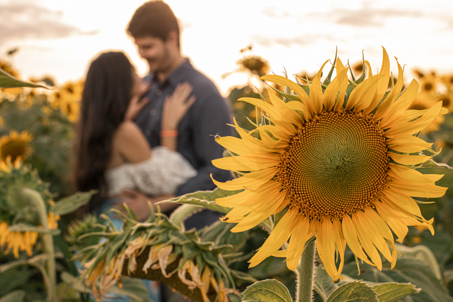 ENSAIO FOTOGRAFICO NA PLANTACAO DE GIRASSOIS EM MARINGA