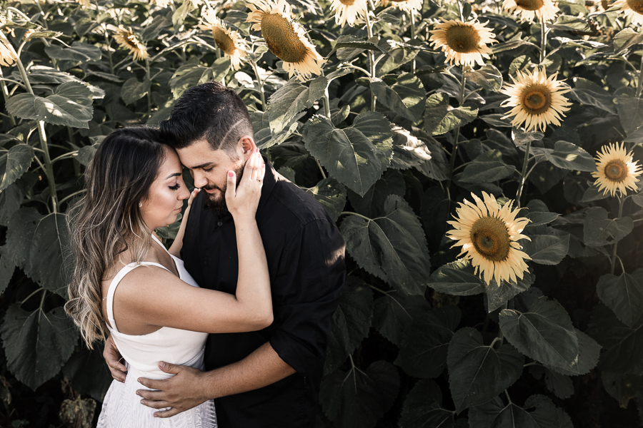 ENSAIO PRE CASAMENTO REALIZADO EM UMA LINDA PLANTACAO DE GIRASSOL EM MARINGA NO PARANA OS GIRASSOIS ESTAVAM LINDOS E FLORIDOS