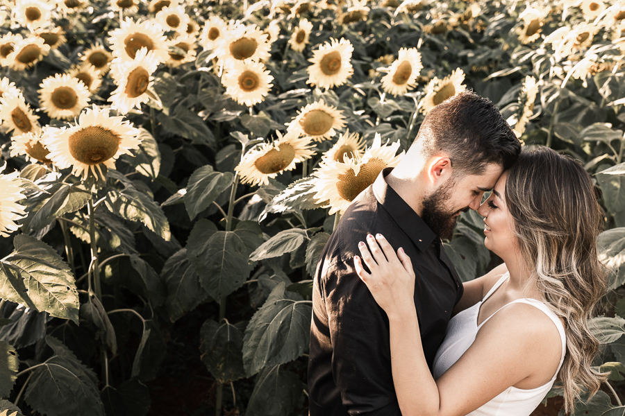 ENSAIO PRE CASAMENTO REALIZADO EM UMA LINDA PLANTACAO DE GIRASSOL EM MARINGA NO PARANA OS GIRASSOIS ESTAVAM LINDOS E FLORIDOS