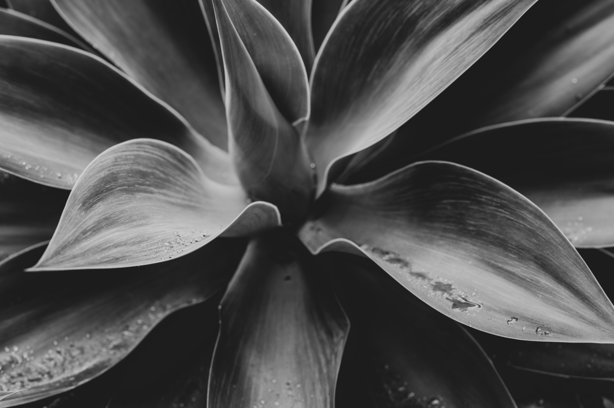 Destination Wedding in Azores