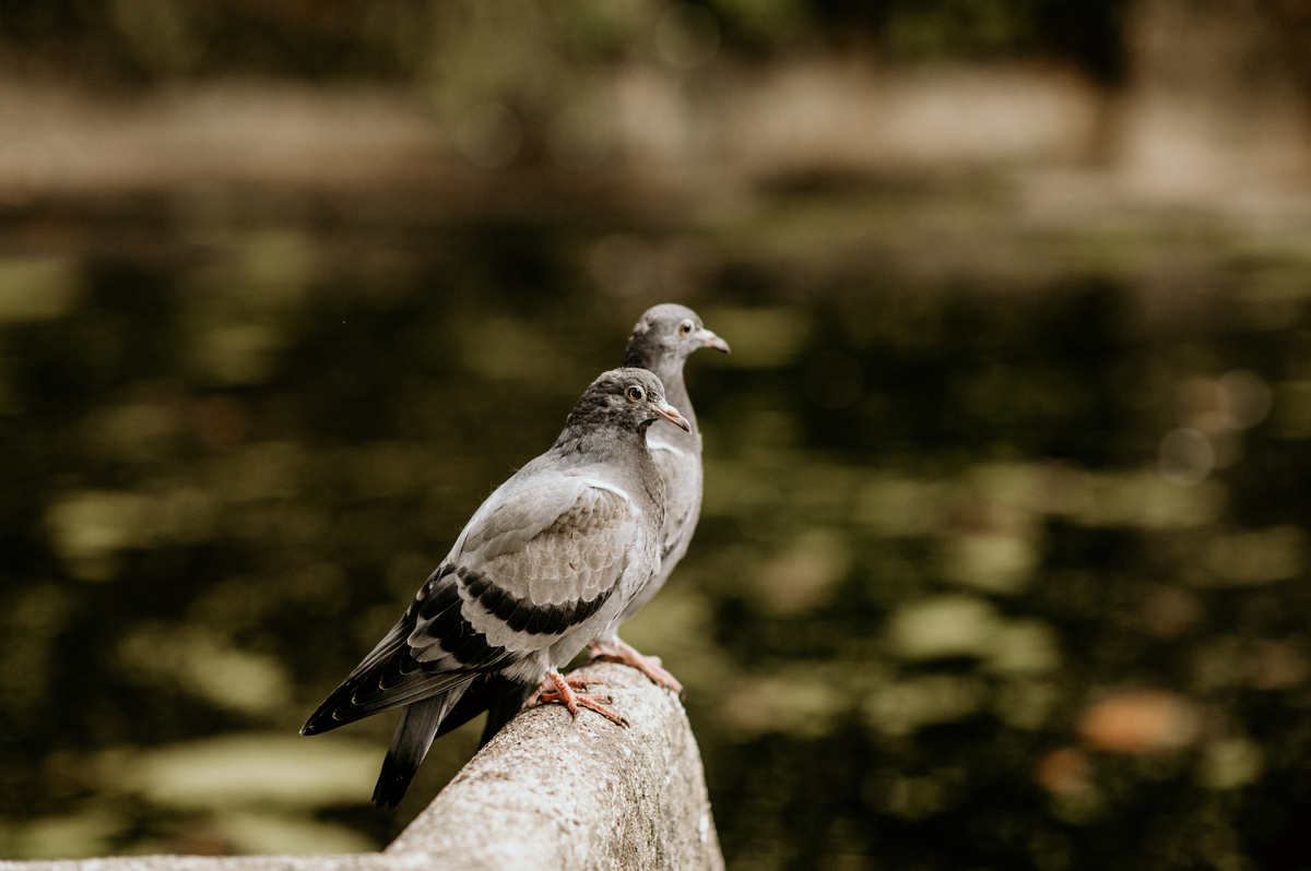 Destination wedding in Sintra