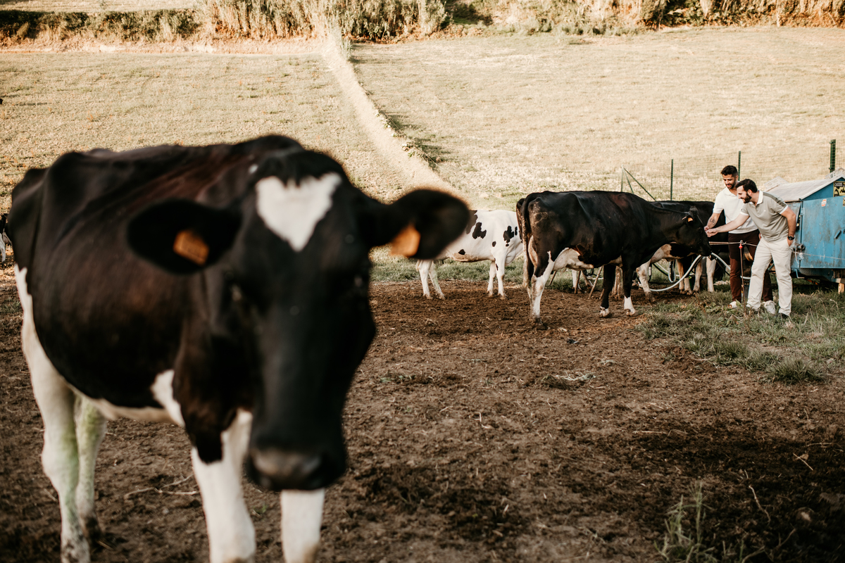 Engagement session in Azores