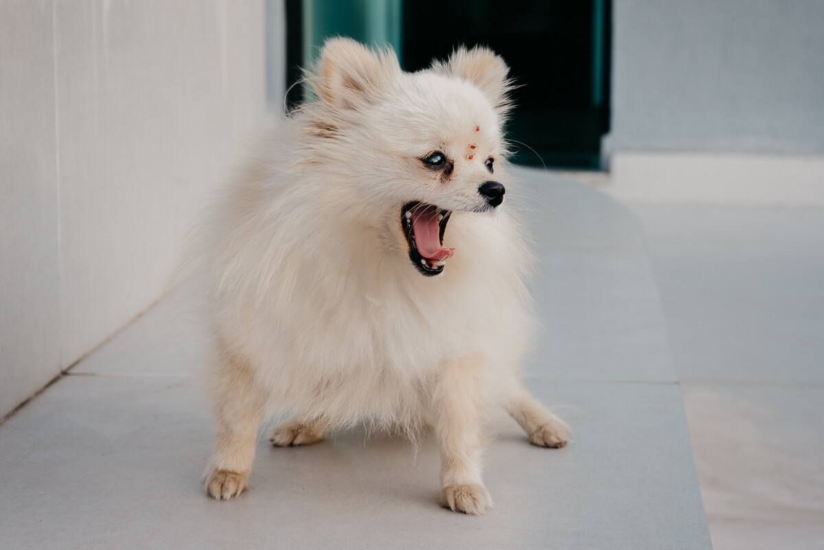 Lola, a nova integrante da família já mostrando que veio para ficar e alegrar ainda mais esse lar!!!