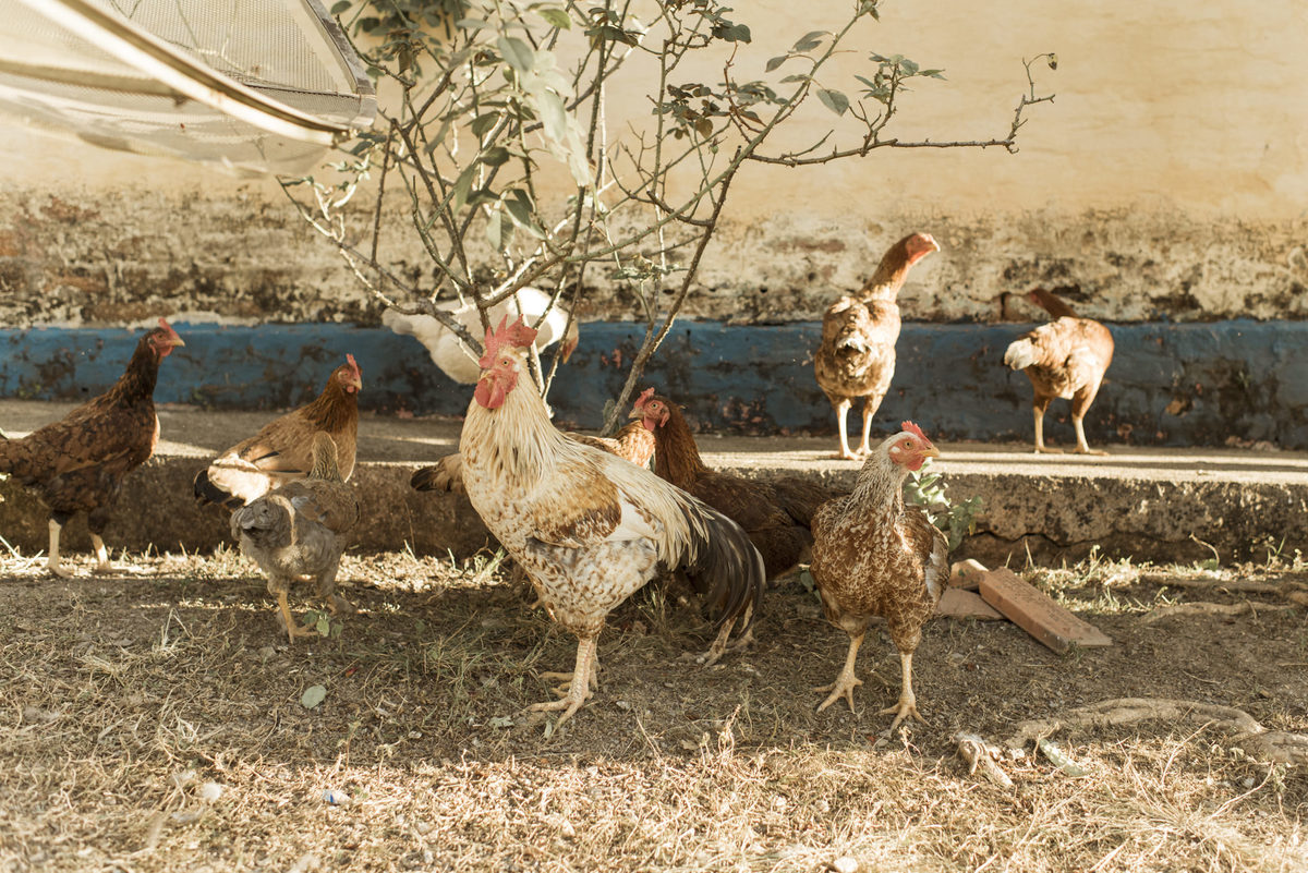 aniversario infantil, aniversario infantil em araras, aniversario infantil em limeira, rafael garbuio, fotografo araras, chocolate caramelo fotografias, fotografo em araras, zap kids, sonho kids, aniversario na fazenda, decoracao de aniversário 