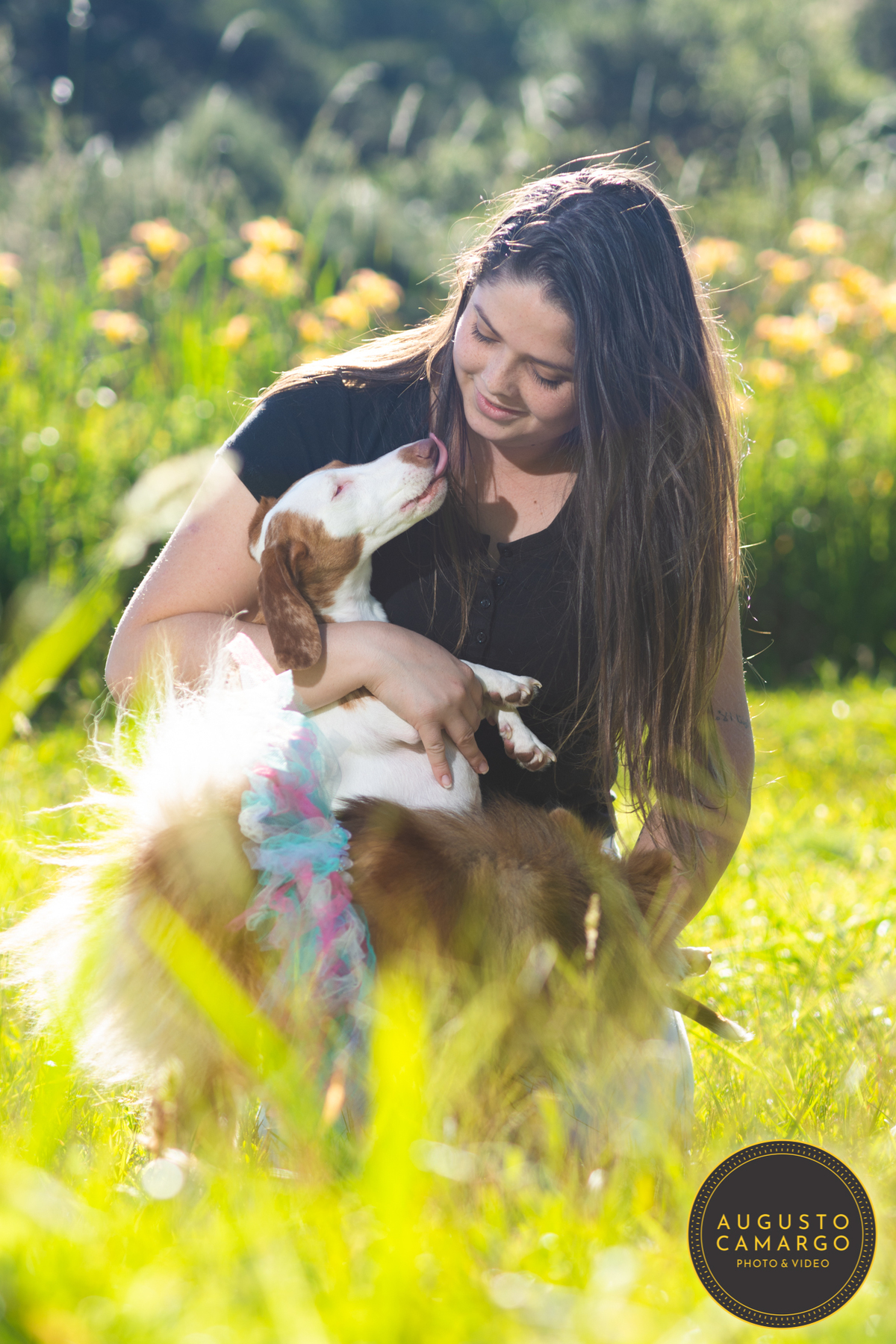 dachshund linguicinha cofap arlequin cego cruzamento indevido canil adoção deficiente cão tutor 