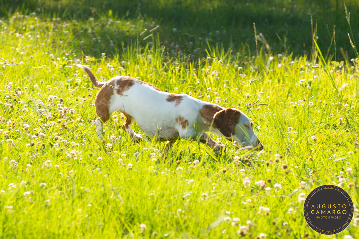 dachshund linguicinha cofap arlequin cego cruzamento indevido canil adoção deficiente cão tutor 
