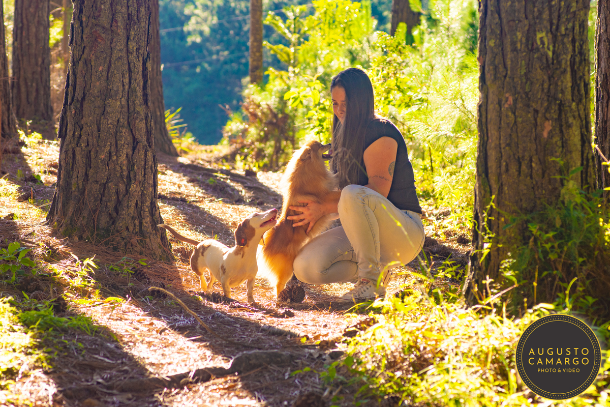 dachshund linguicinha cofap arlequin cego cruzamento indevido canil adoção deficiente cão tutor 