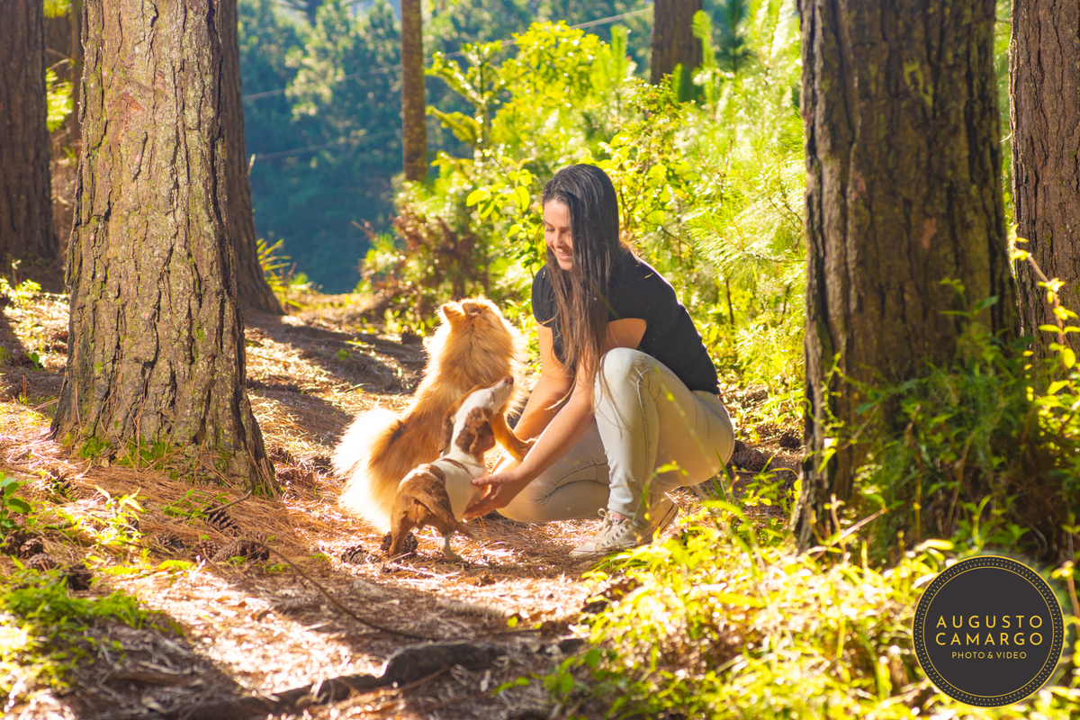 dachshund linguicinha cofap arlequin cego cruzamento indevido canil adoção deficiente cão tutor 