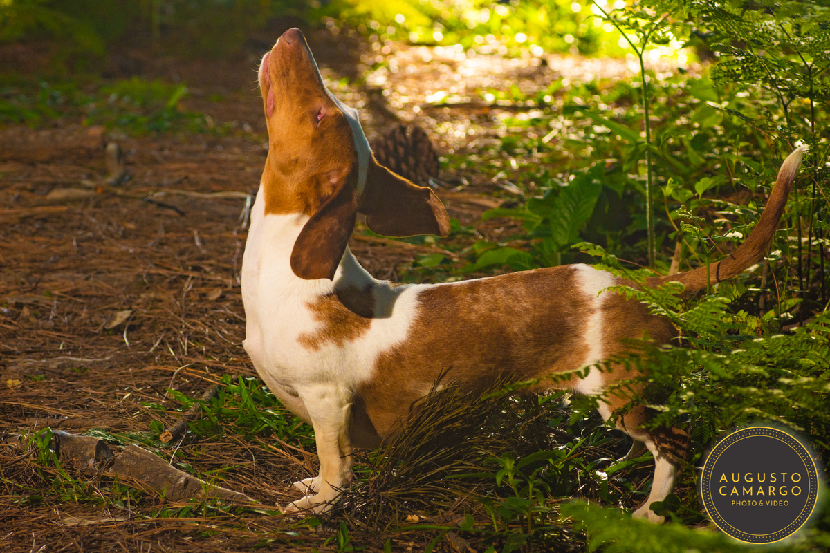 dachshund linguicinha cofap arlequin cego cruzamento indevido canil adoção deficiente cão tutor 