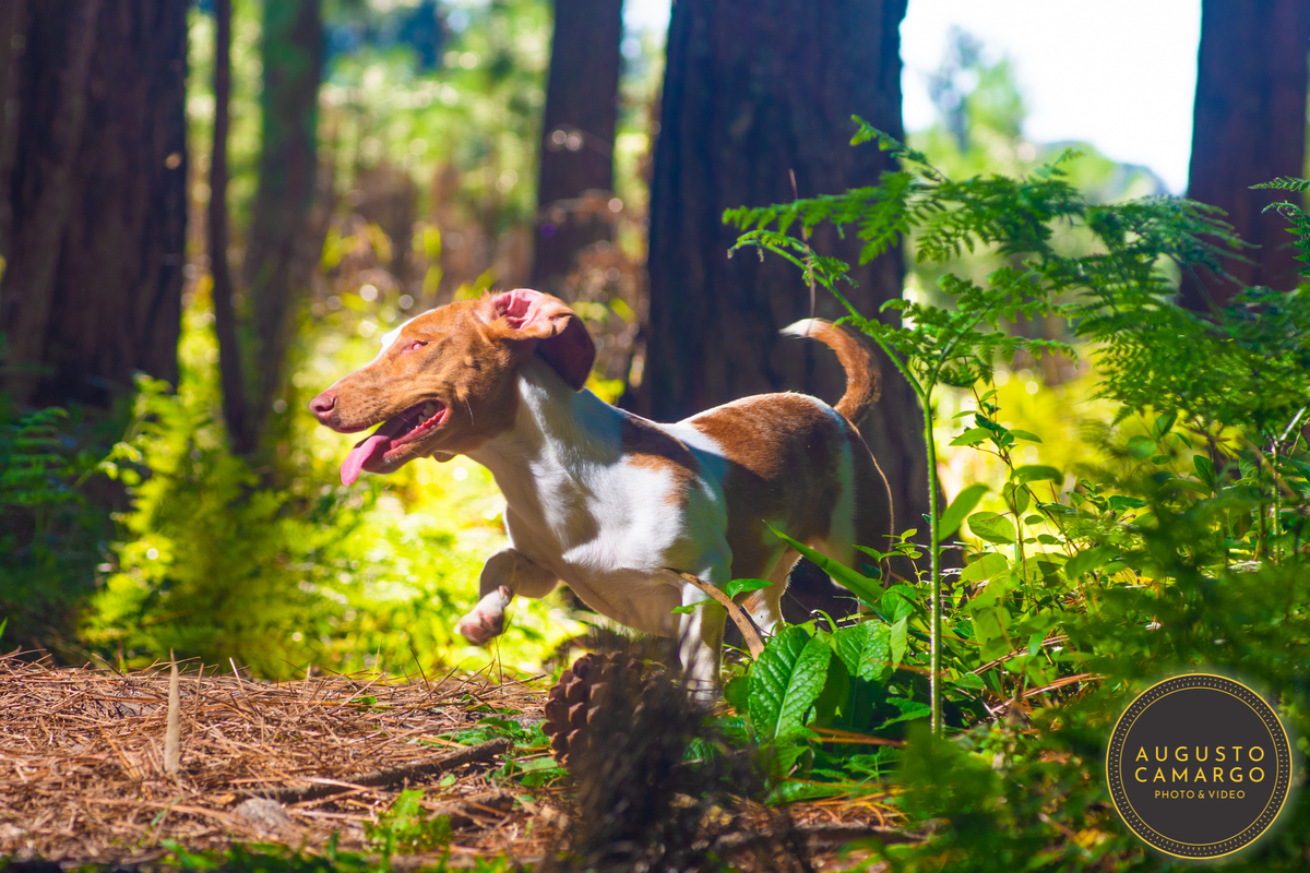 dachshund linguicinha cofap arlequin cego cruzamento indevido canil adoção deficiente cão tutor 