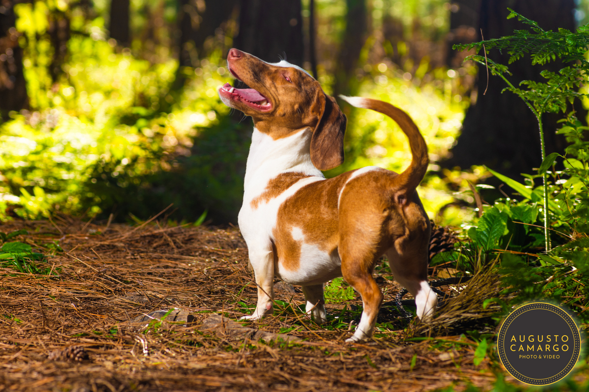 dachshund linguicinha cofap arlequin cego cruzamento indevido canil adoção deficiente cão tutor 