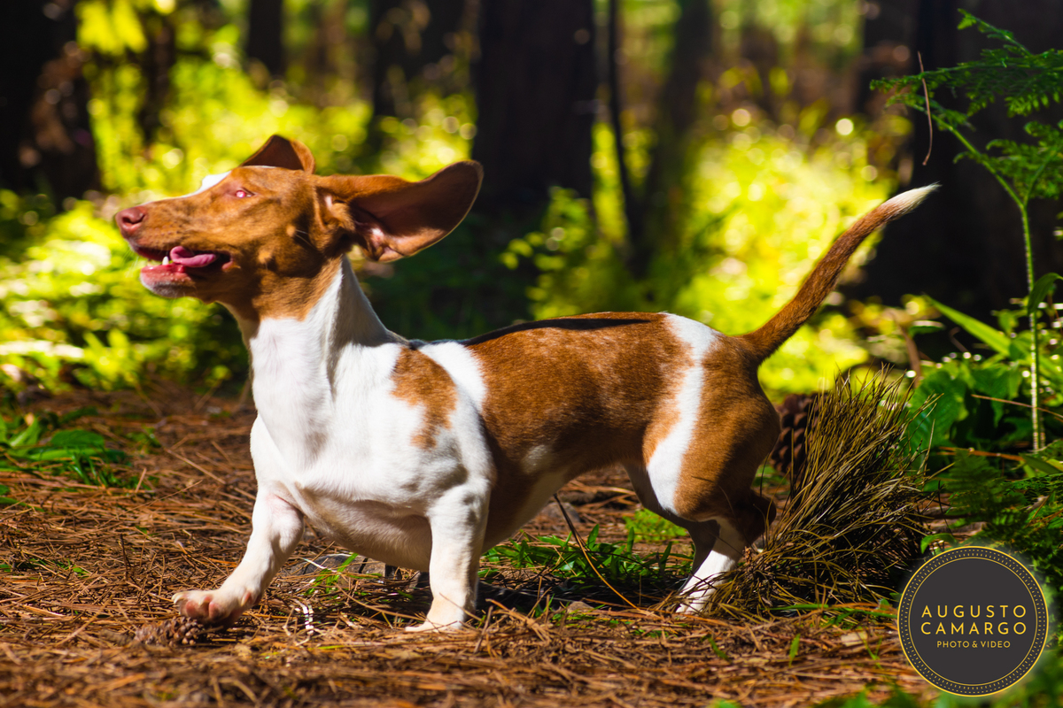 dachshund linguicinha cofap arlequin cego cruzamento indevido canil adoção deficiente cão tutor 