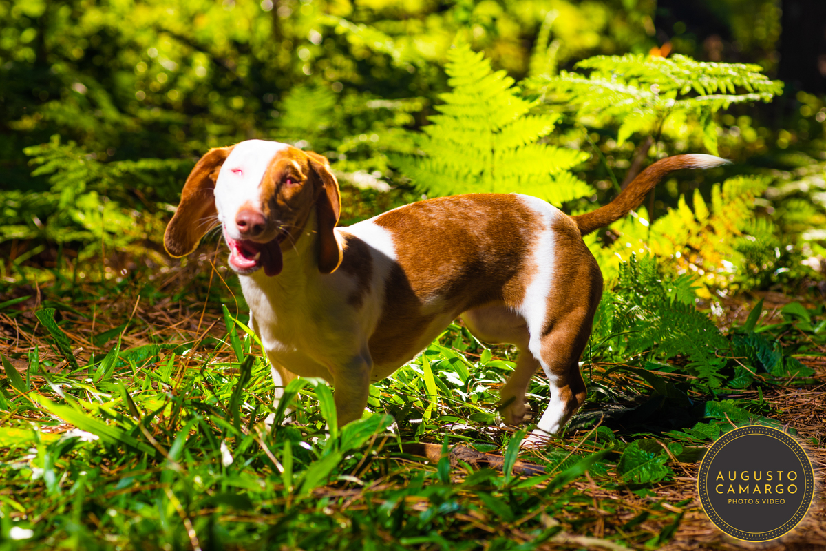 dachshund linguicinha cofap arlequin cego cruzamento indevido canil adoção deficiente cão tutor 