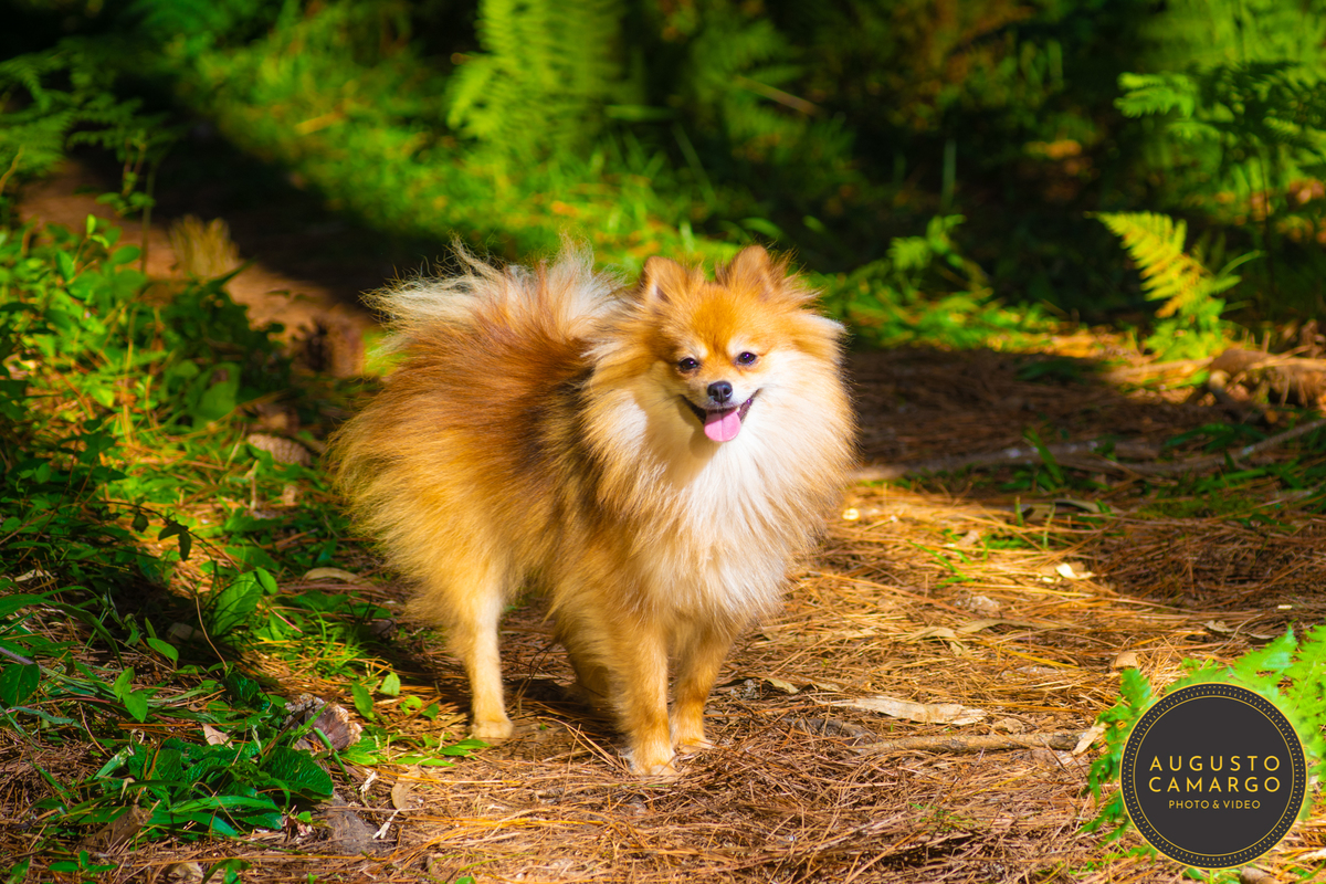 dachshund linguicinha cofap arlequin cego cruzamento indevido canil adoção deficiente cão tutor 