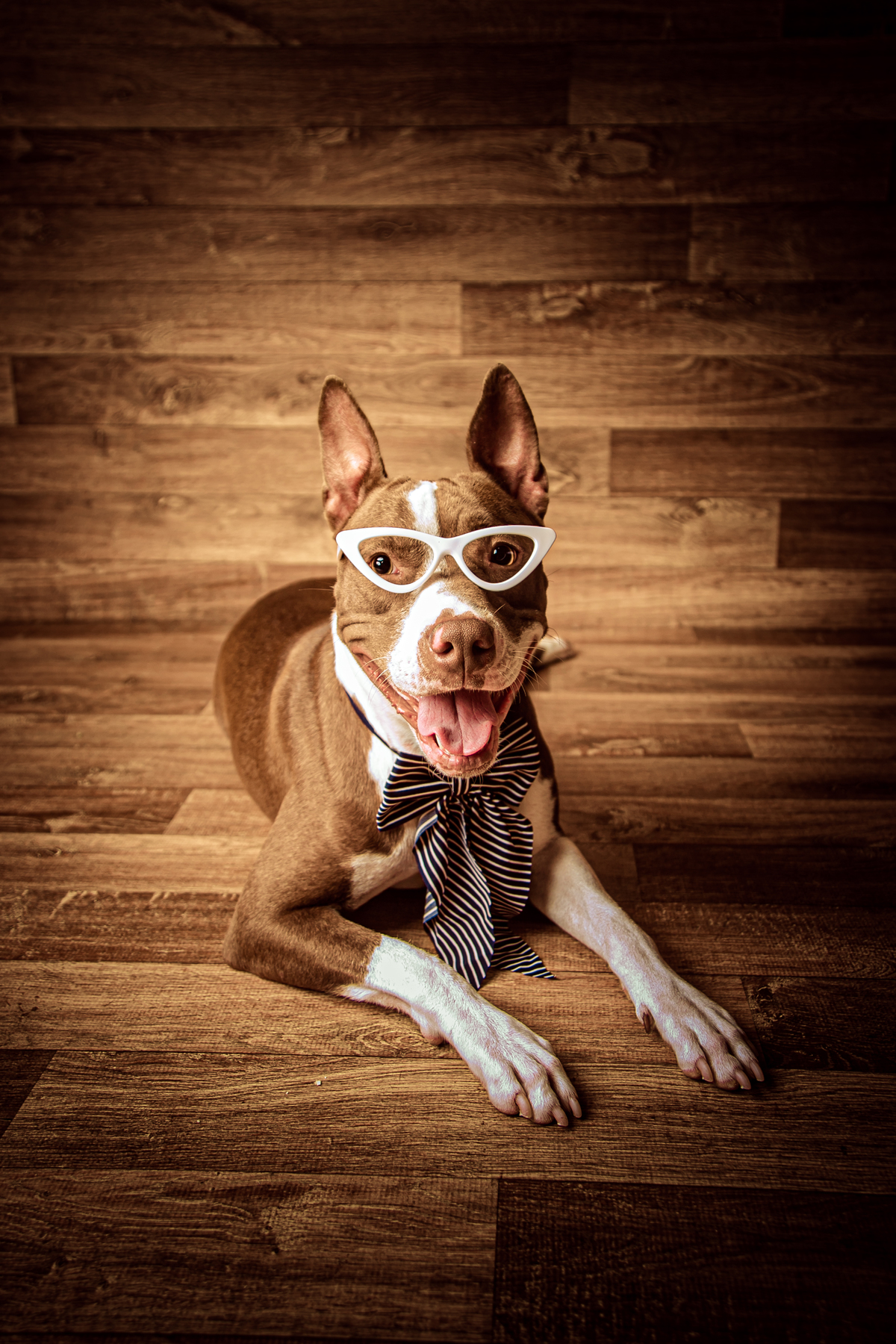 pet cachorro dog pitbull fêmea cadela ensaio fotografia au au Itaipu Niterói Rio de Janeiro Região oceânica